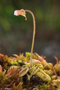 Pinguicula lusitanica