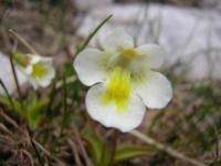 Pinguicula alpina