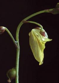 Utricularia minor