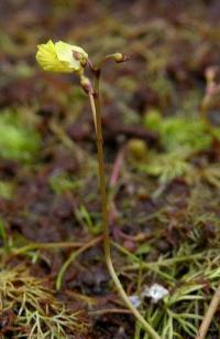 Utricularia minor