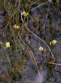 Utricularia minor