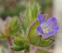 Campanula erinus