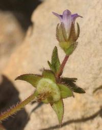 Campanula erinus