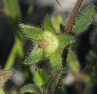 Campanula erinus