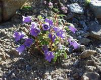 Campanula speciosa subsp speciosa