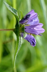 Campanula glomerata