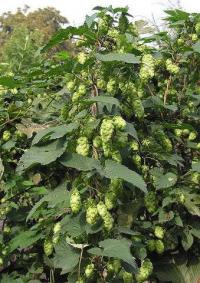 Humulus lupulus