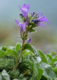 Campanula glomerata