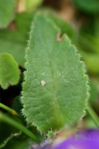 Campanula glomerata