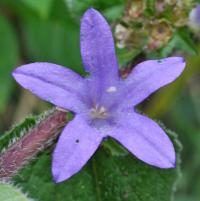 Campanula trachelium subsp. trachelium