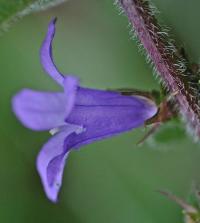 Campanula trachelium subsp. trachelium