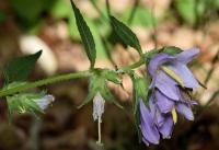 Campanula trachelium subsp. trachelium