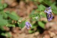 Campanula trachelium subsp. trachelium