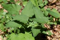 Campanula trachelium subsp. trachelium