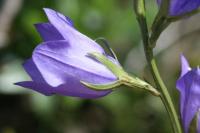 Campanula persicifolia subsp. persicifolia