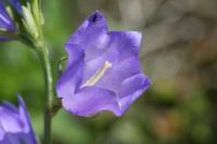 Campanula persicifolia subsp. persicifolia