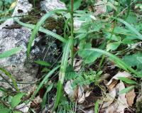 Campanula persicifolia subsp. persicifolia