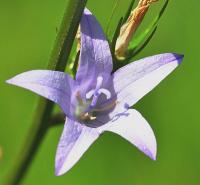 Campanula rapunculus