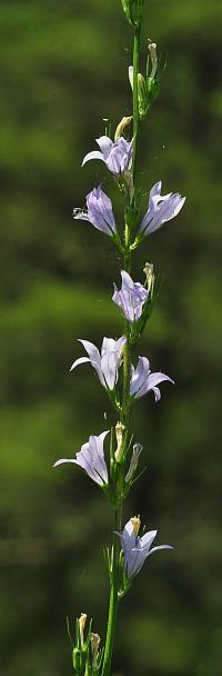 Campanula rapunculus