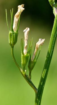 Campanula rapunculus