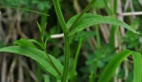 Campanula patula subsp. patula