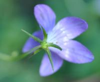 Campanula patula subsp. patula