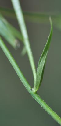 Campanula patula subsp. patula