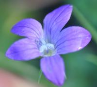 Campanula patula subsp. patula