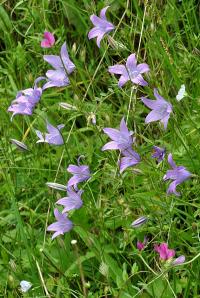 Campanula patula subsp. patula