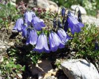 Campanula cochleariifolia