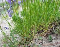 Campanula cochleariifolia