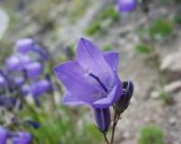 Campanula cochleariifolia