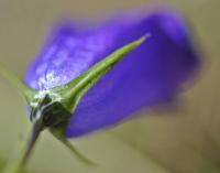 Campanula scheuchzeri