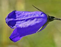 Campanula scheuchzeri