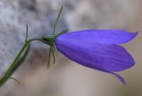 Campanula ficarioides subsp orhyi