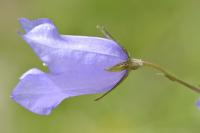 Campanula ficarioides subsp orhyi