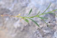 Campanula ficarioides subsp orhyi