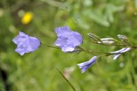 Campanula ficarioides subsp orhyi