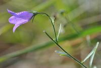 Campanula rotundifolia