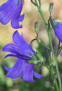 Campanula rotundifolia