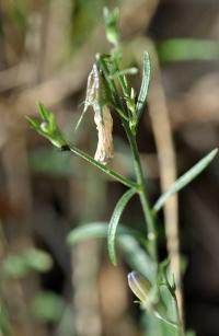 Campanula rotundifolia