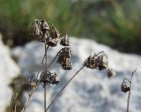 Campanula marianii