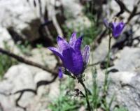 Campanula marianii