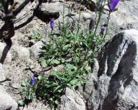 Campanula marianii