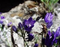 Campanula marianii