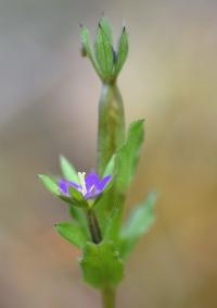 Legousia hybrida