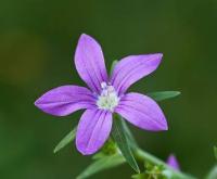 Legousia castellana