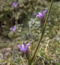 Legousia castellana