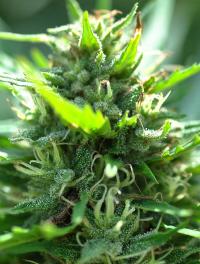 Cannabis sativa