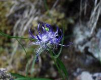 Phyteuma charmelii